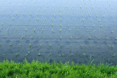 Paddy camp, l'aigua, primavera, Japó, verd, herba, arròs