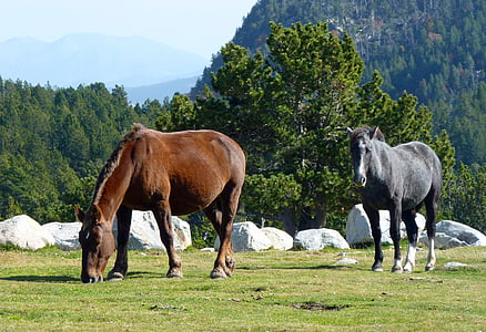 pyrénées, pastures, horse, horses, brown horse, grass, mare