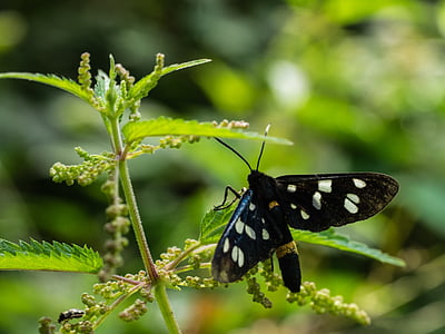 natureza, borboleta, phigeavlinder, Bug