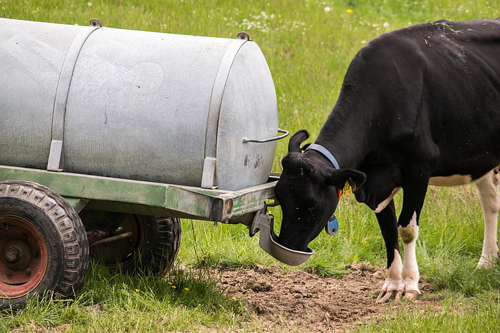 vaca, bebida, caminhão de água, Agência de beber, carne de bovino, pecuária, ruminantes