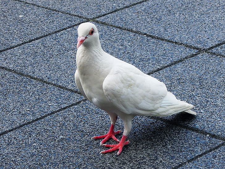 Pigeon, blanc, animal, oiseau