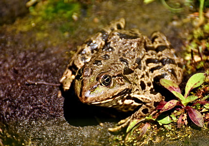 frosk, dammen, dyr, vann frosk, Frog pond, høy, padde