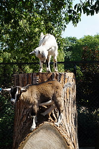 Zoološki vrt, koza, mlade životinje, Hamburg, krajolik, stabla, priroda