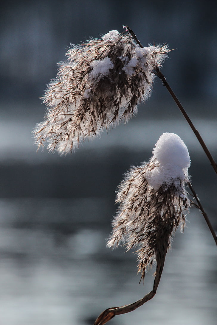 reed, grass, winter, frost, cold, frozen