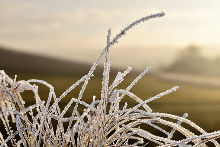 lá, cỏ, Frost, mùa thu, sương muối, đông lạnh, lạnh
