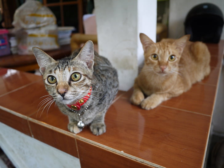 katė, Bali, mano namuose