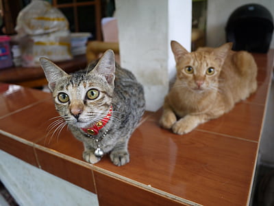 gato, Bali, minha casa