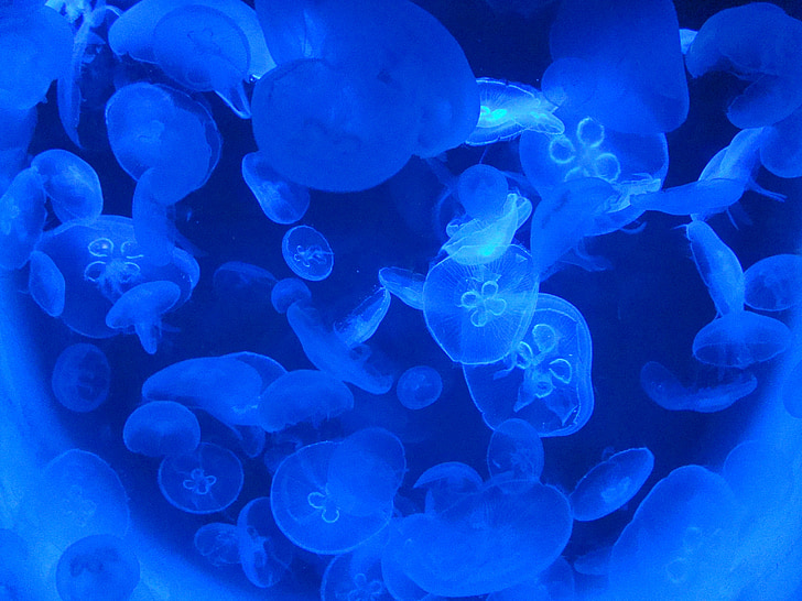 jellyfish, aquarium, blue, meeresbewohner, creature, sea animals, animals