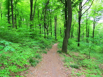 forest, trees, nature, green, tree, footpath, outdoors
