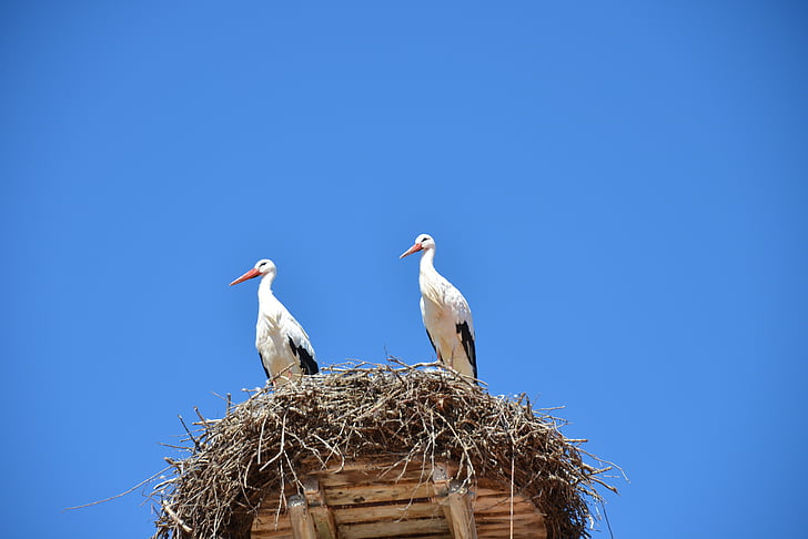storchennest, nest, storks, birds, animals, rattle stork, nature