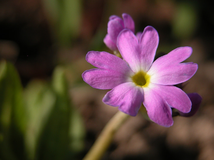 puķe, Violeta, Pavasaris, dārza, makro, daba, gada pavasarī pazīmes