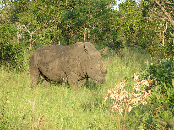 Rhino, nationaal park, Safari