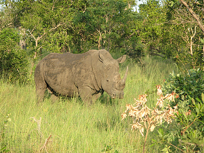 Rhino, Parco nazionale, Safari