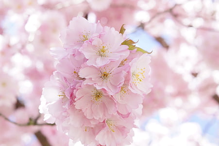 japanese cherry trees, ornamental cherry, flower tree, cherry blossom, pink, blossom, bloom