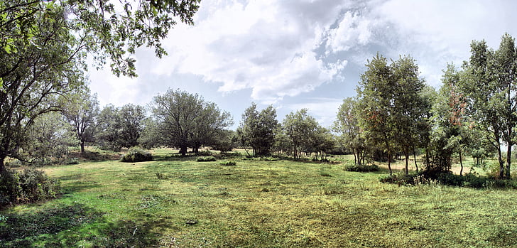 landschap, natuur, bomen, hemel, veld