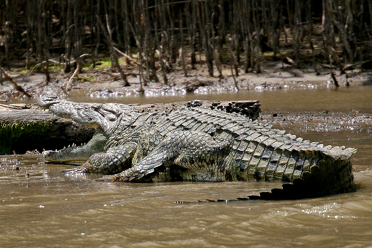 crocodilo, selvagem, animal, África, perigo, perigoso, dente