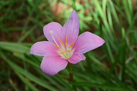zephyrlily, fleur, Zephyranthes
