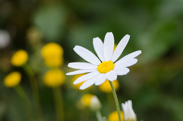 kwiat Chrysanthemum،, biały, Natura, roślina, Daisy, kwiat, Latem