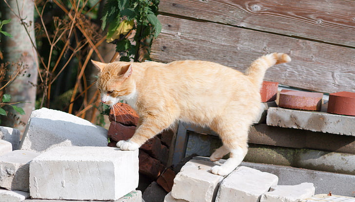 gatto, mammifero, animale domestico