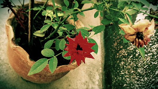 màu đỏ, Begonia, đất sét, nồi, Hoa, Bình Hoa, lá