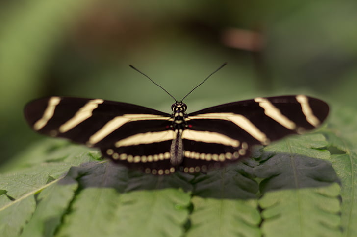動物, 蝶, 昆虫, ストライプ, 翼, ロイヤリティの画像, 蝶 - 昆虫