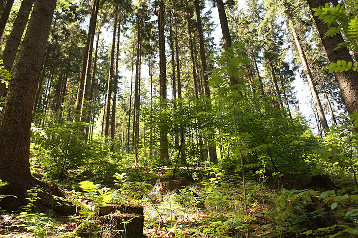 forest, trees, green, plant, nature