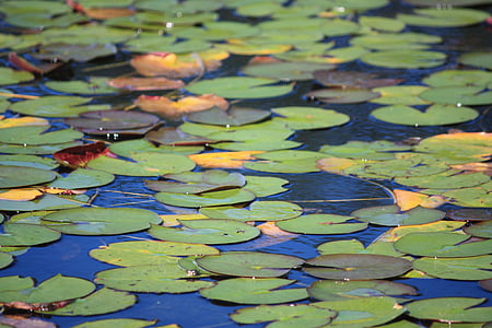 water lily, pond, lily pads, plants, aquatic, leaves, botanic gardens