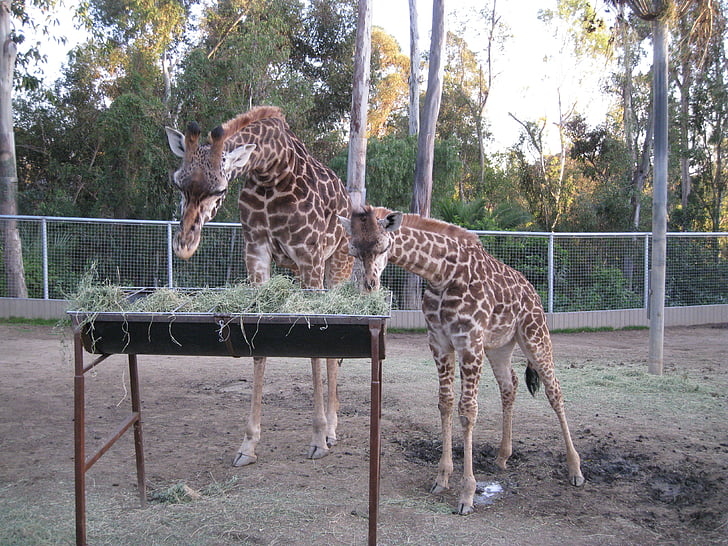 giraffe, zoo, feeding time, wildlife, animals, africa, nature