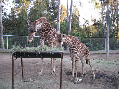 žirafa, Zoo, čas krmení, volně žijící zvířata, zvířata, Afrika, Příroda