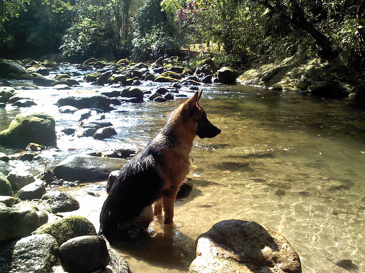 hund, vatten, Rio