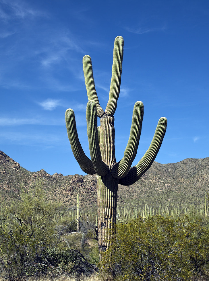 kaktus, Saguaro, sydvest, West, tør, plante, ørken