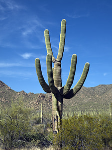 kaktusz, Saguaro, délnyugati, West, száraz, növény, sivatag