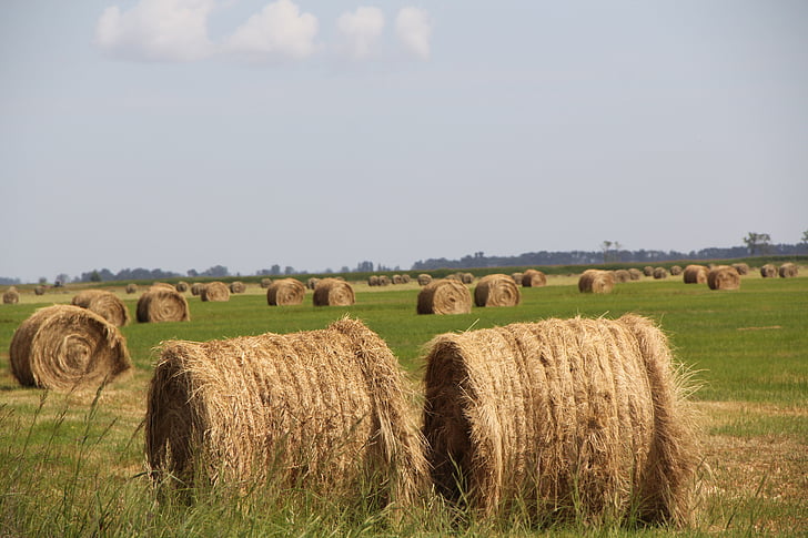 Hay, fältet, Agri, sommar, gård, jordbruk, landsbygdens
