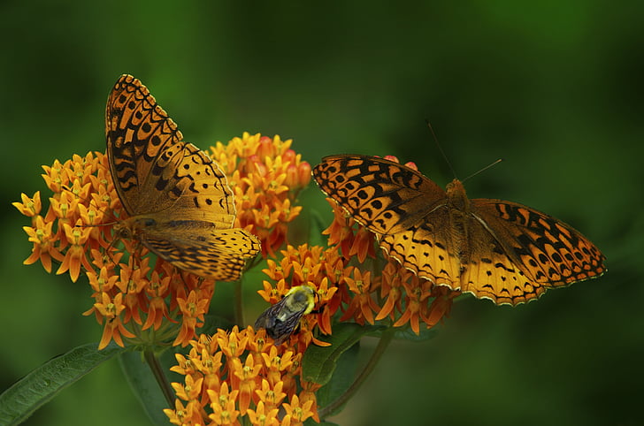 butterfly, butterfly weed, orange wings, black spots, pattern, insects, insect