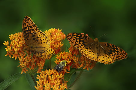 mariposa, mala hierba de mariposa, alas naranja, puntos negros, patrón de, insectos, insectos