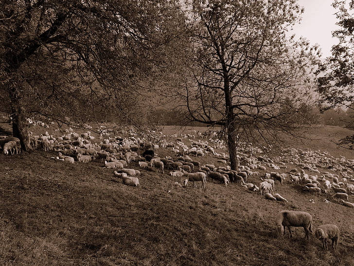 stado, owiec, Prato, góry, drzewa, Natura, zwierzęta