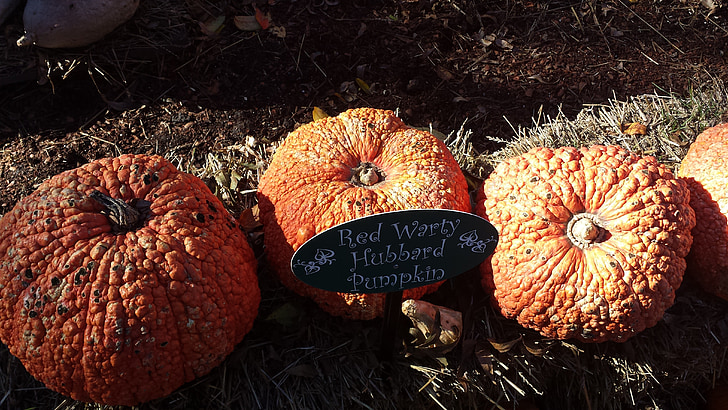 fall, pumpkin, gourds