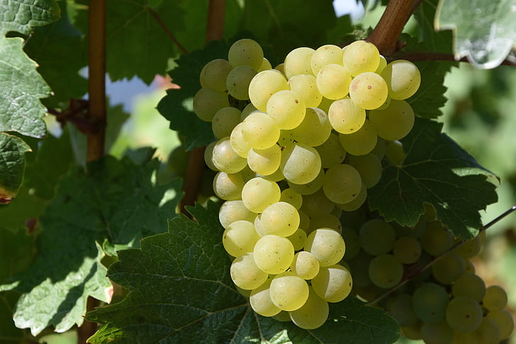 виноград, виноградарство, біле вино, виноградники
