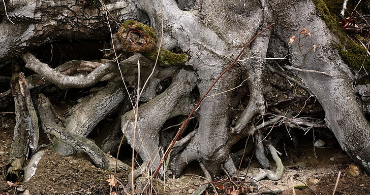 koren, koreninski sistem, drevo, tekstura, ozadje, struktura, narave
