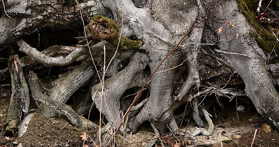 корен, кореновата система, дърво, текстура, фон, структура, природата