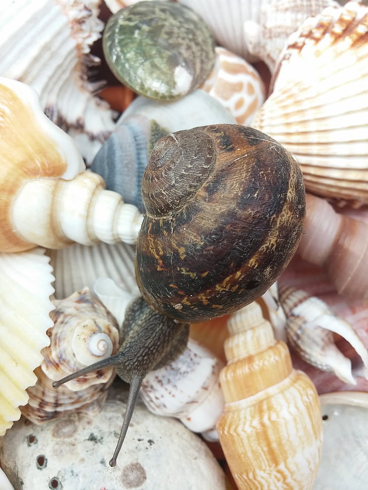 snail, animal, shells, molluscs, inch, fauna, csigabiga