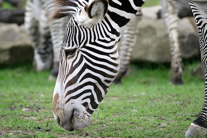 Zebra, Stripes, rayé, noir, blanc, Portrait, sauvage