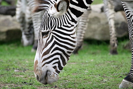 Zebra, striber, stribet, sort, hvid, Portræt, vilde