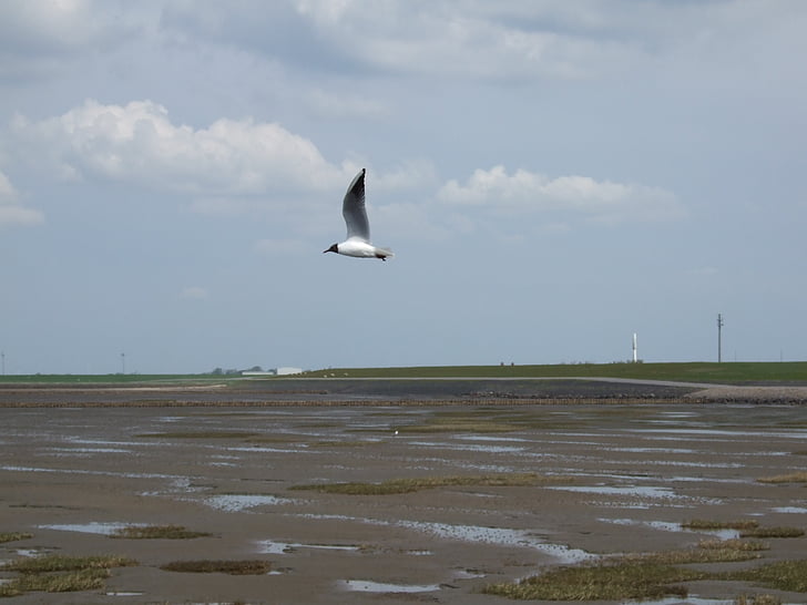seagull, north sea, coast, bird, beach, nature, sea