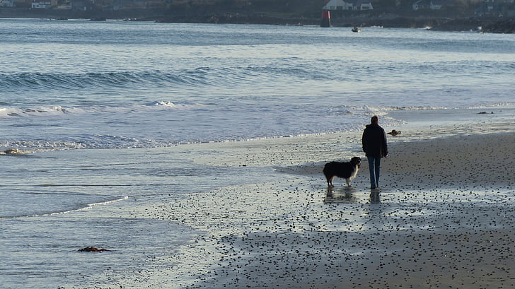남자와 개, 해변에서 남자, 해변에 개