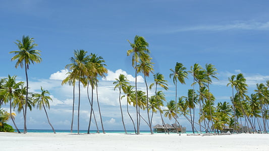 Malediwy, Rajska wyspa, Plaża, wakacje, Lankanfushi