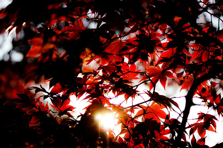 lišće, Maple lišća, priroda, biljka, sunčano, list, jesen