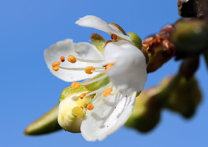 Bud, fiori, fiori della prugna, Prunus domestica, steli fioriti, nettare, primavera