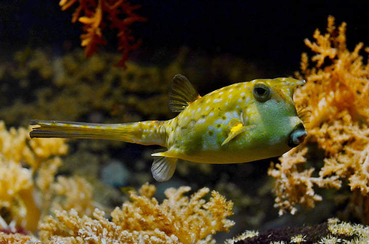 Blowfish, tangki, tropis, akuarium, buntel, terumbu, kuning