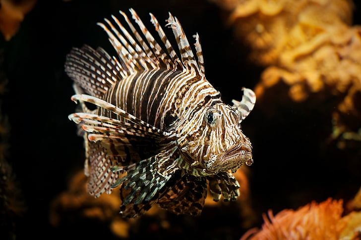 Lionfish, ενυδρείο, κοράλλι, παιχνίδι, Όμορφο, ριγέ, ψάρια